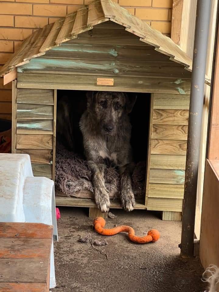 can you put cedar chips in a dog house