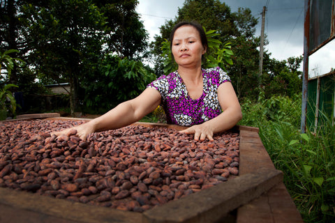 anh em b10 cacao cocoa vietnam