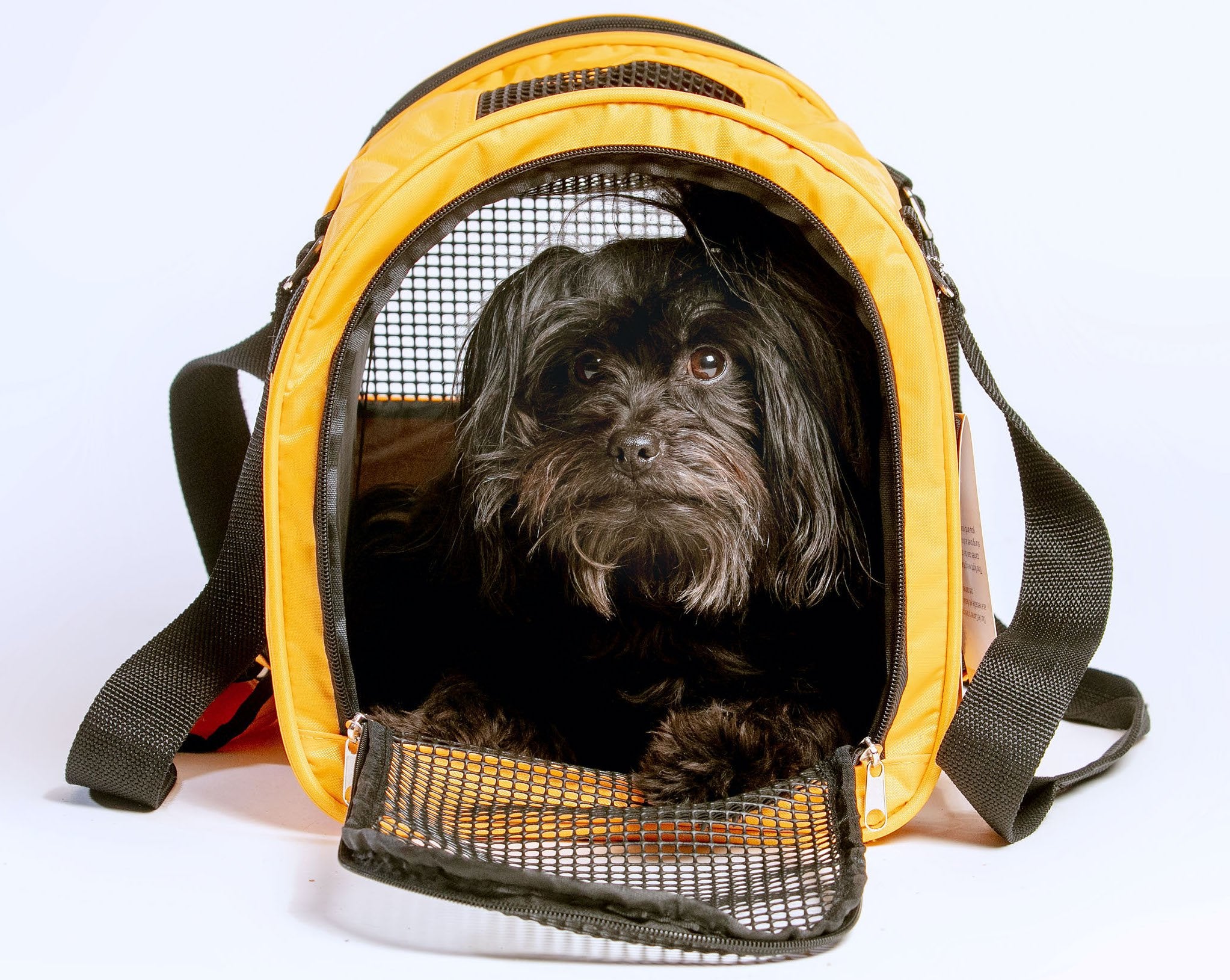 LV backpack for dog 513# - Dog Designer Shop