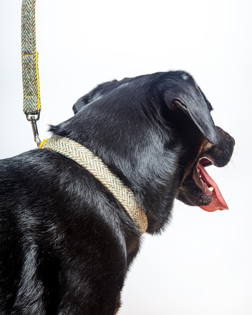 you are beautiful Dog Collars by Six Point Pet