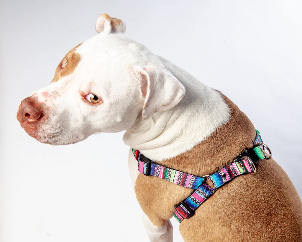 DOG & CO. COLLECTION, Luxe Green & Red Stripe Dog Collar (Made in NYC)