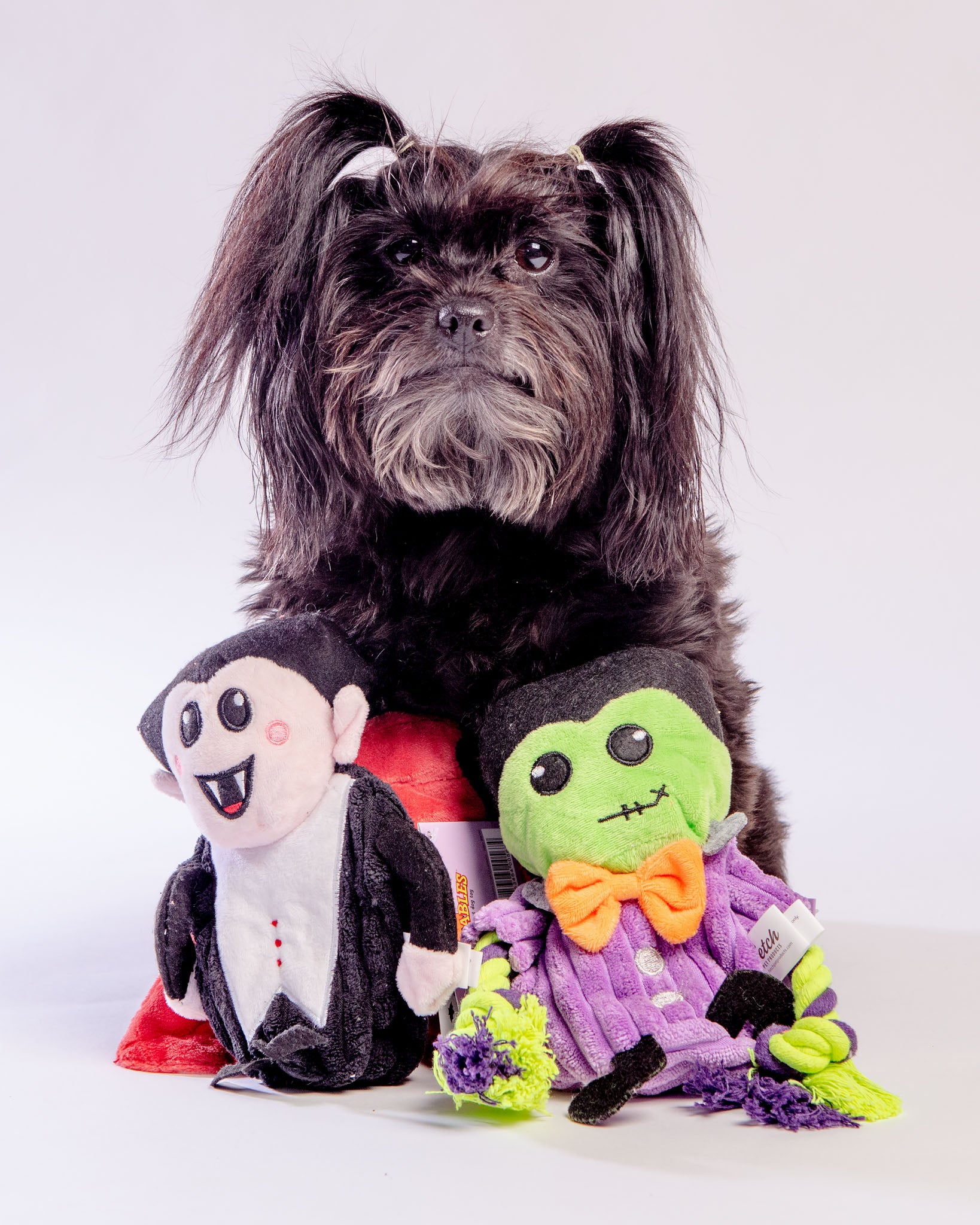 Hatchables Howl-O-Ween Drac-U-Lantern Interactive Dog Toy