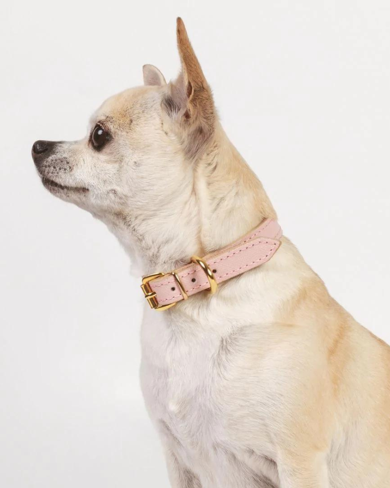 Louis vuitton dog collar and leash -  Italia