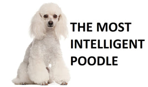 smartest dog breeds top 100