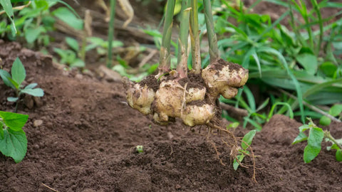 ginger root in ground