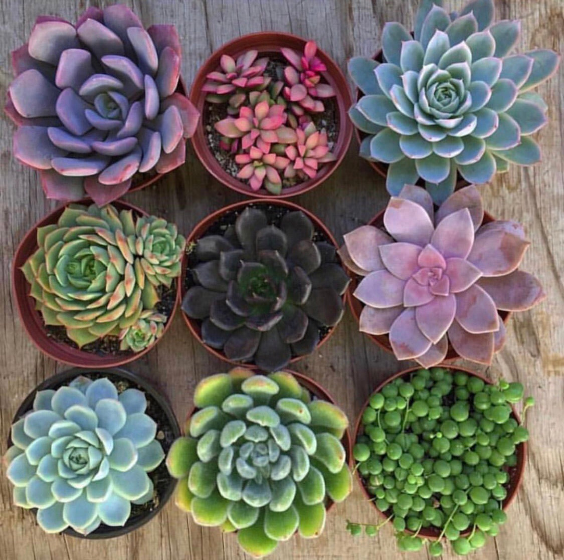 63 Types Of Succulents With Pictures Details Care Tips