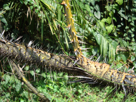 Rattan Plant