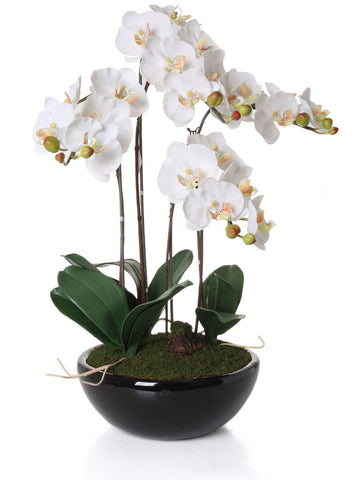 Phalaenopsis