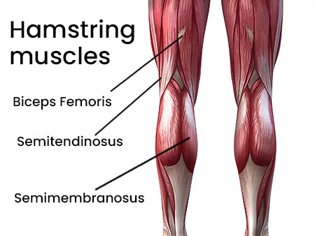 Hamstrings Muscles Worked in the Barbell Hip Thrust