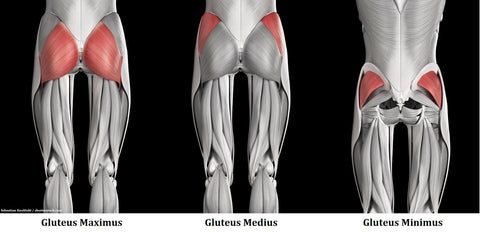 Glutes Muscles Worked in the Barbell Hip Thrust