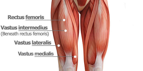 Quadriceps Muscles Worked in the Barbell Hip Thrust