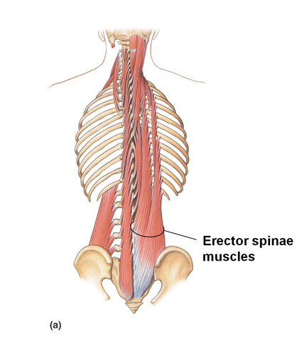 Erector Spinae Muscles Worked in the Barbell Hip Thrust