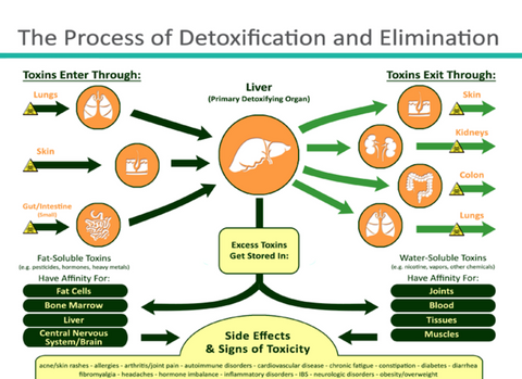 scientific schematic of human detoxification