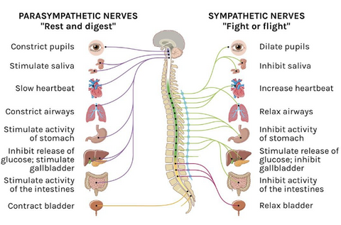 parasympathetic and sympathetic nervous system