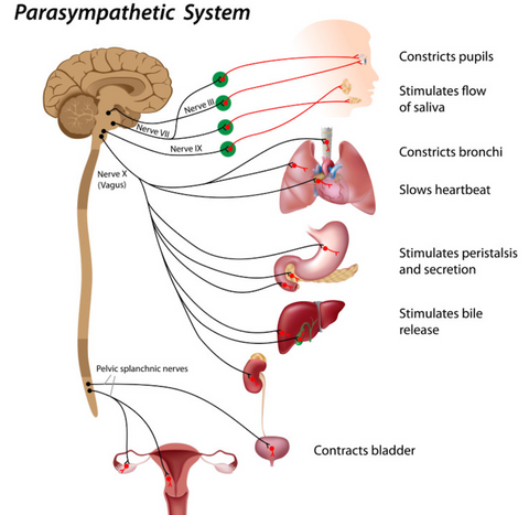 parasympathetic nervous system