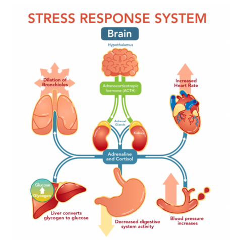 stress response and adrenal fatigue