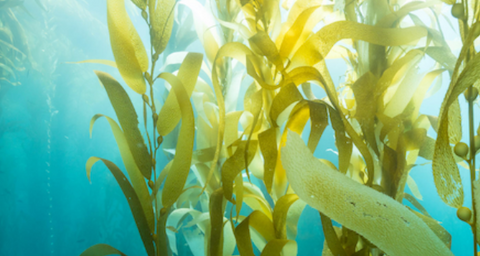 how much seaweed should I eat?