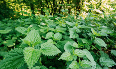 nettles nutritional benefits