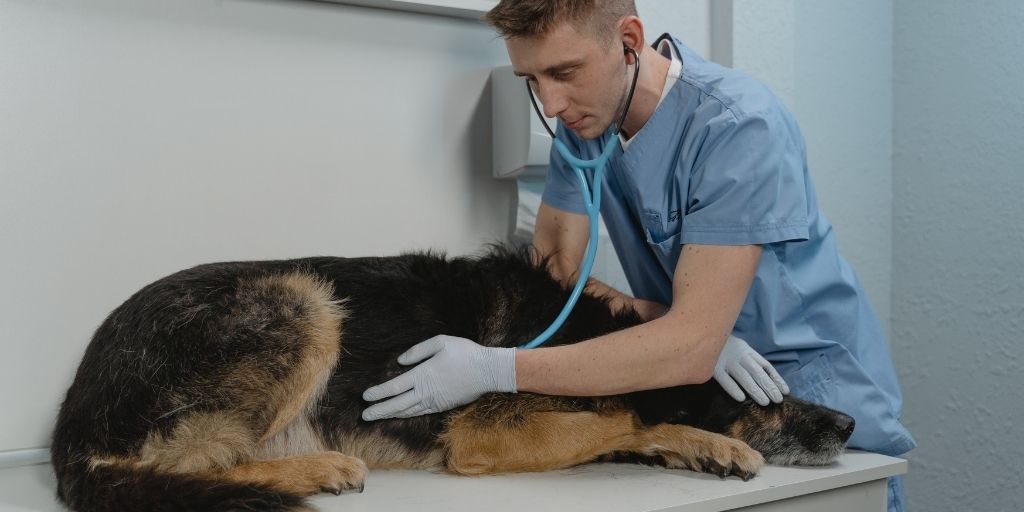 how long do you treat ringworm in dogs