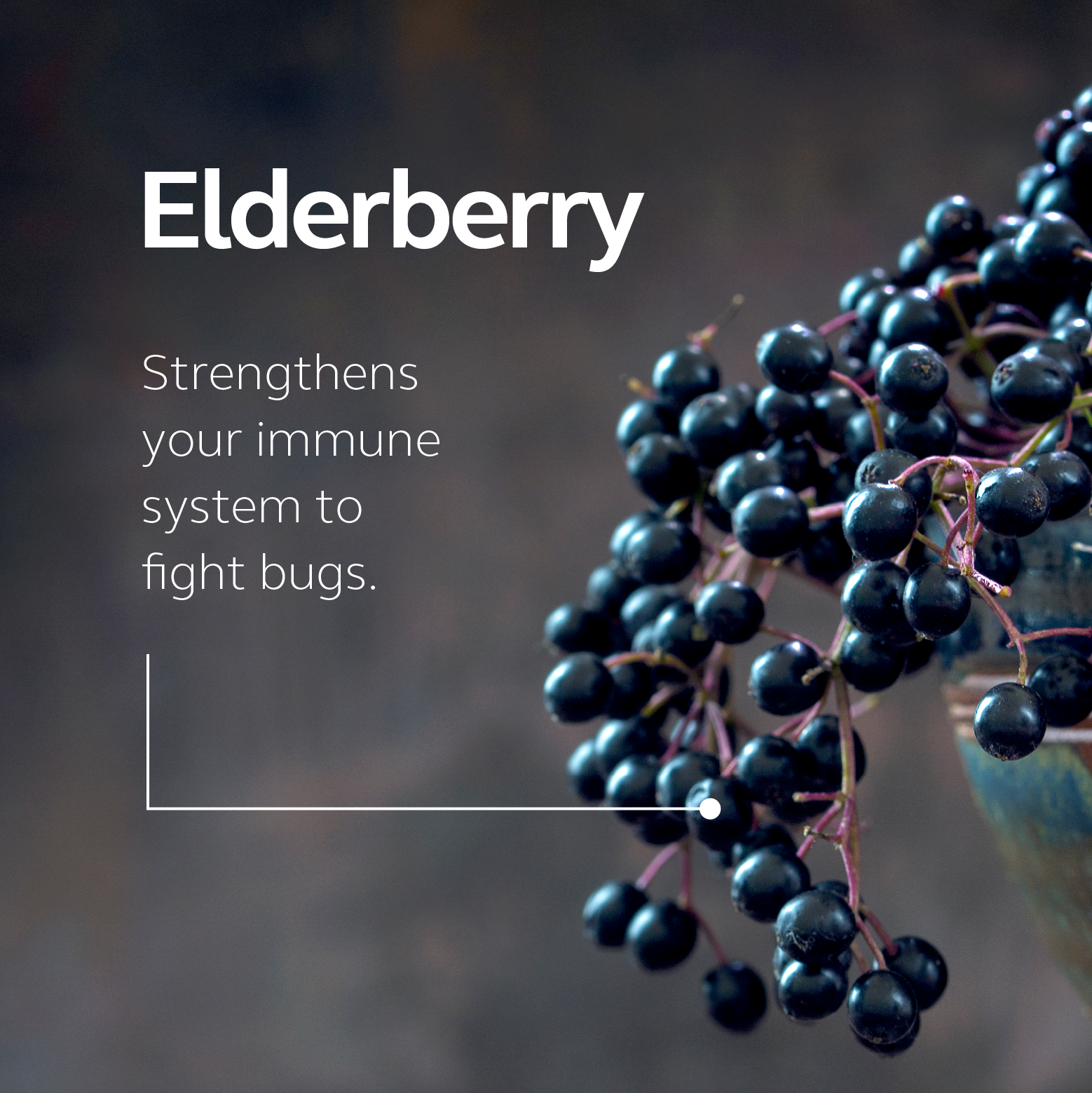 Food-Grown Immune Support - Elderberry