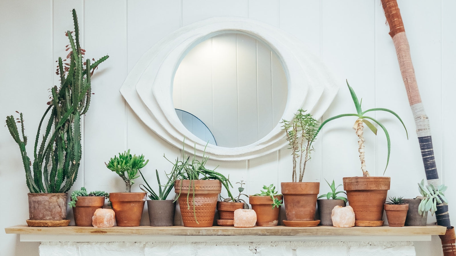 4 Health Benefits Of Having Succulents Cacti In Your Home Concrete Unicorn