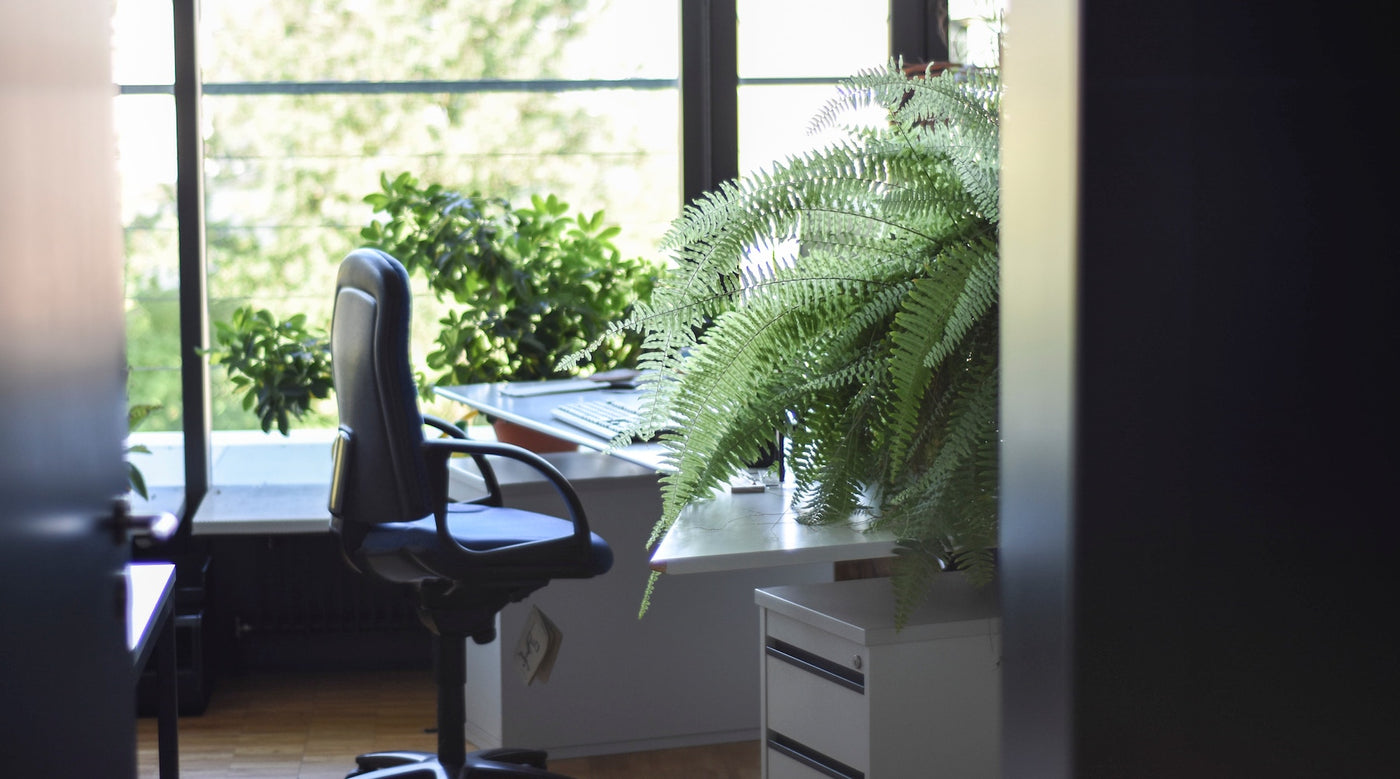 Top 5 Office Plants To Boost Your Mood Productivity Concrete