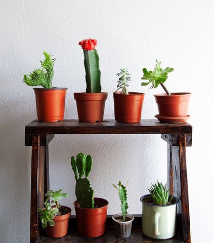 4 Health Benefits Of Having Succulents Cacti In Your Home
