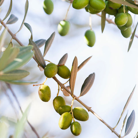 Olives