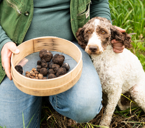 Truffle Hunting Dog