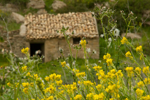 Bona Furtuna Organic Italian Food - Flowers