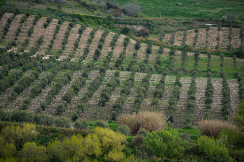 Bona Furtuna Organic Italian Food - Olive Grove In Corleone Sicily