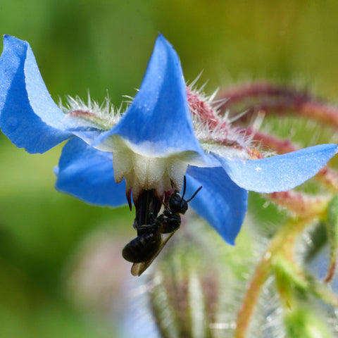Bona Furtuna Organic Italian Food - Bee Pollenating Flower