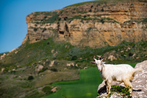 Bona Furtuna Organic Italian Farm - Goat on Farm