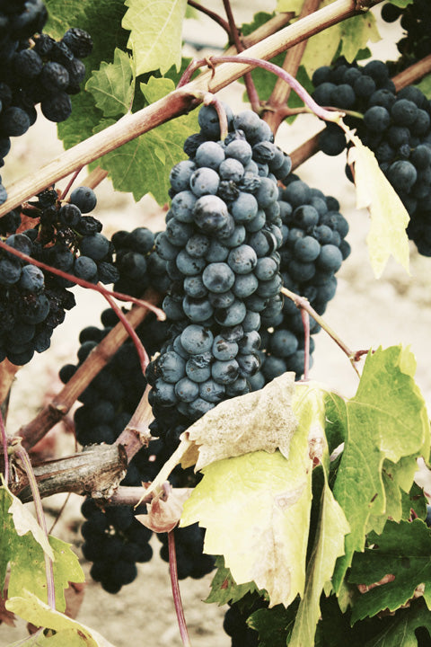 Sicilian Wine Grapes - Nero D Avola Sicilian Wine