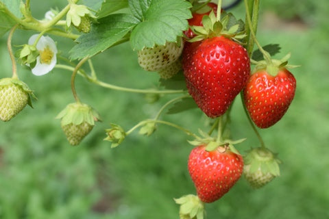 Bona Furtuna Strawberry Balsamic Cobbler recipe - Fresh Strawberries