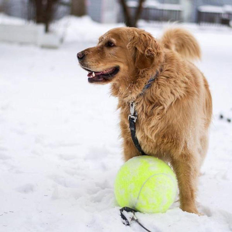 doggy jumbo ball