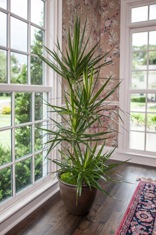 The 10 Best House Plants for Removing Air Pollutants - The Earthling Co.