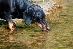 Daschund drinking water