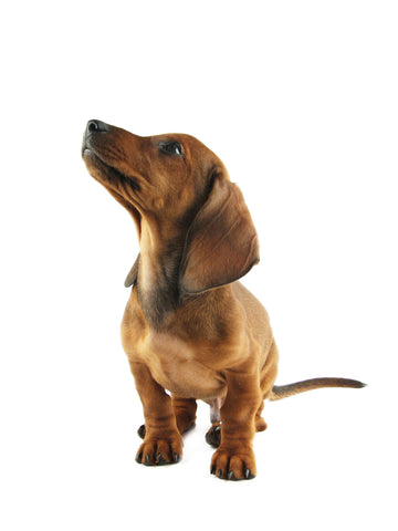 Cute Daschund Puppy Looking Up