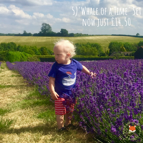 toddler wearing whale of a time outfit from cotswold baby co in a lavender field in the cotswolds