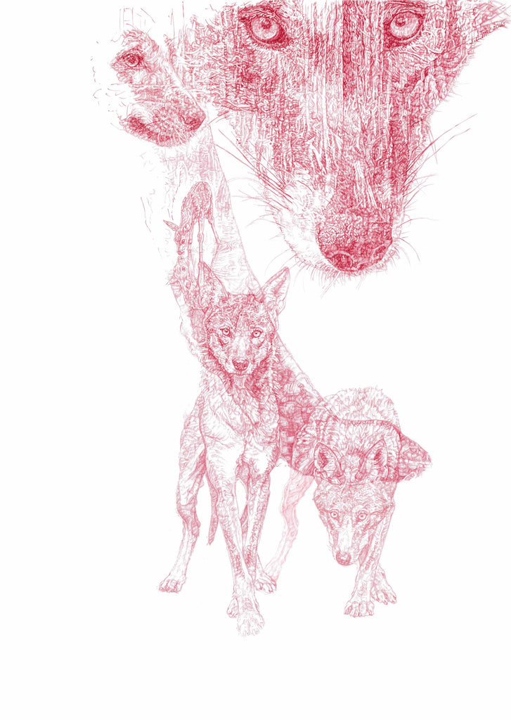 Red Wolf 2016 red Biro drawing