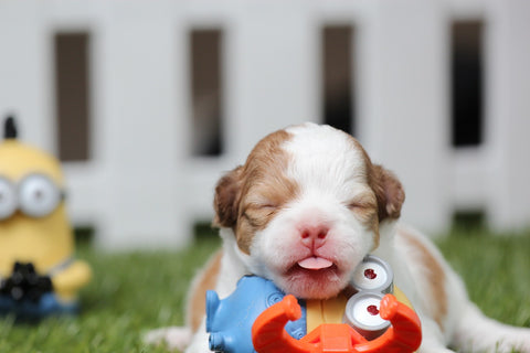 puppy playing with toys