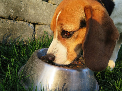 dog eating dry dog food