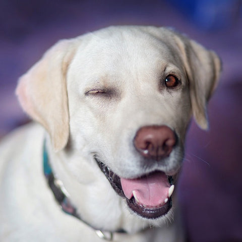dog winking with leatherberg dog collar