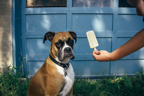boxer with a frozen dog treat 