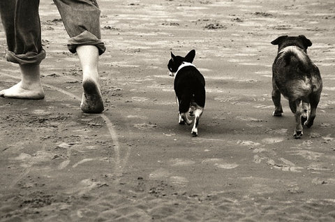 introducing dogs on a beach