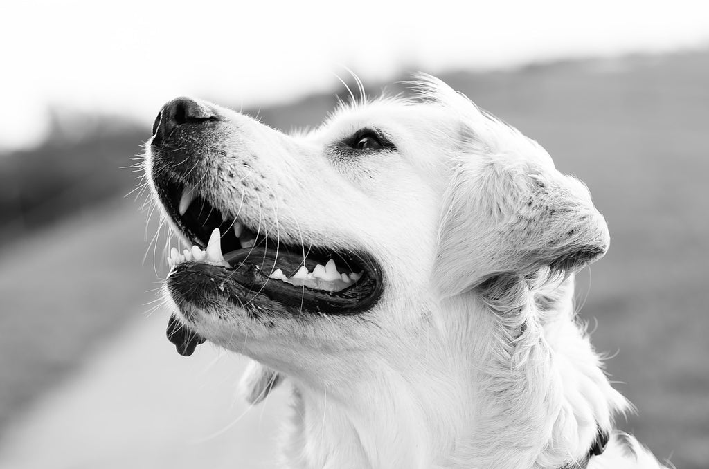 happy jumping dog smile