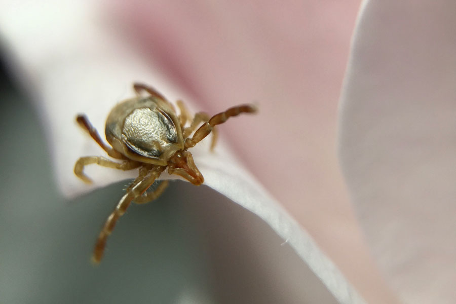 Australian Tick On Rose