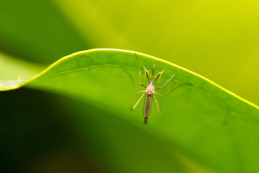 Defeat Mosquitoes For Good