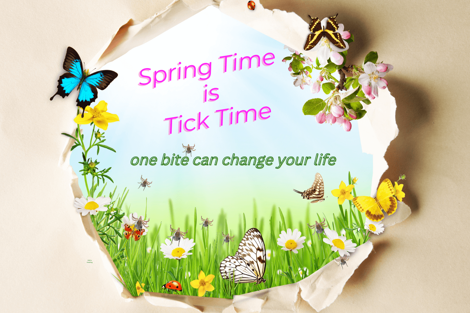 tickease australia spring time is tick time